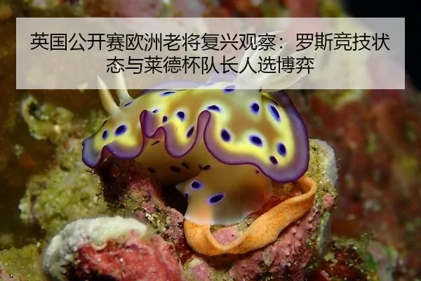 英国公开赛欧洲老将复兴观察：罗斯竞技状态与莱德杯队长人选博弈